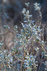 Gray green leaves of the Australian native Bladder Saltbush Atriplex vesicaria, subspecies macrocystidia, family Chenopodiaceae. Endemic to inland Australia. Drought tolerant. 