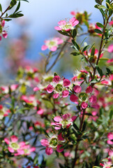 Close up of pink red flowers of the Australian native Leptospermum tea tree Riot cultivar, family Myrtaceae. Small shrub that tolerates wide range of garden soils. Spring flowering. 