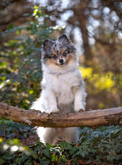 cute pomeranian out in a natural setting