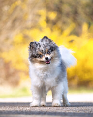 cute pomeranian out in a natural setting