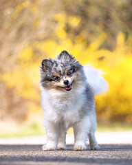 Obraz premium cute pomeranian out in a natural setting