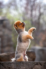 cute pomeranian out in a natural setting