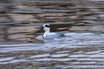 smew is swimming in the pond.