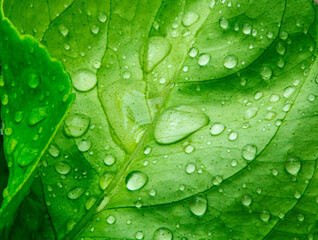 Dewy leaf background