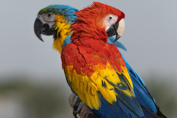 colorful parrots 