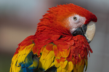 colorful parrot