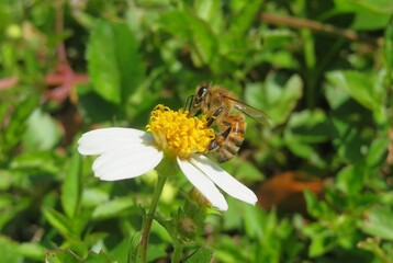 Bee on a spanish needles flower in Florida nature
