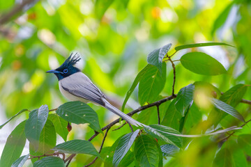 Asian Paradise Flycatcher-Male