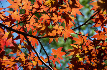 autumn leaves against sky