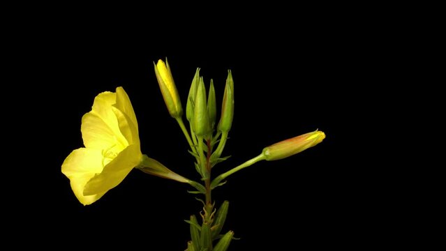 Evening primrose flowers opening time lapse 4:2:2