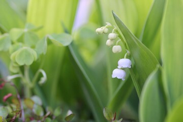 Obraz premium すずらん