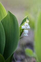 Obraz premium 鈴蘭