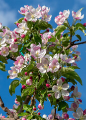 Blossoming apple orchard in the spring. Flowering Apple garden. Fruit trees in the bloom.