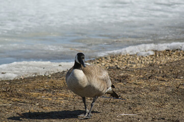 Canada Goose on the Ground