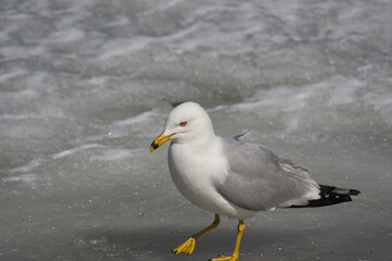 Fototapeta na wymiar A Seagull on the Ice