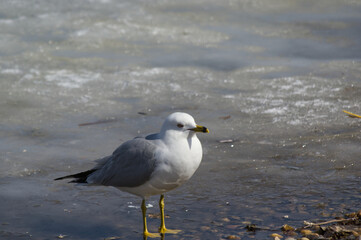 A Seagull on the Ice