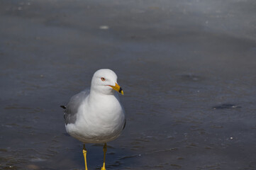 A Seagull on the Ice