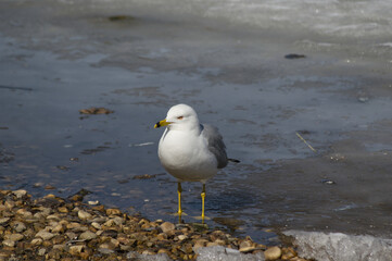 Fototapeta premium A Seagull on the Ice