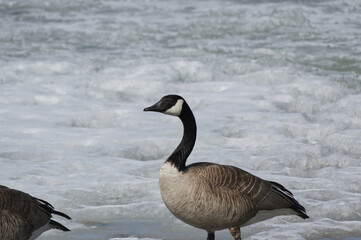 Canada Goose on the Ice