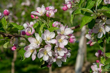 Blossoming apple orchard in the spring. Flowering Apple garden. Fruit trees in the bloom.
