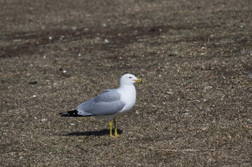 A Seagull on the Grass