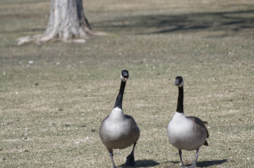 Canada Geese on the Ground