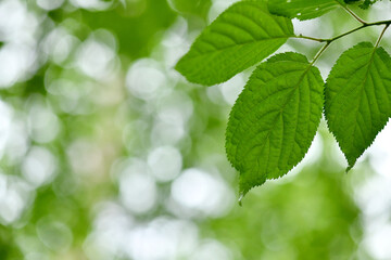 Fototapeta na wymiar 봄 야외 나뭇잎 배경