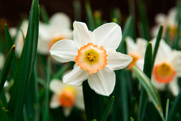 Closeup Image of a Blooming Daffodil Flower with White Petals and Yellow Pollen Growing Inside a Green Spring Garden