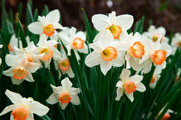 Obraz premium Cluster of White Blooming Daffodil Flowers with White Petals Growing in a Green Spring Garden