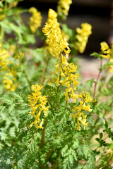 강원도 설악동 봄꽃 한국 야생화 산괴불주머니