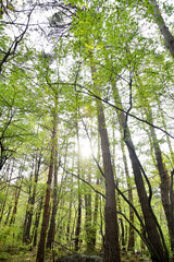 Obraz premium 강원도 설악동 봄 숲속 산책