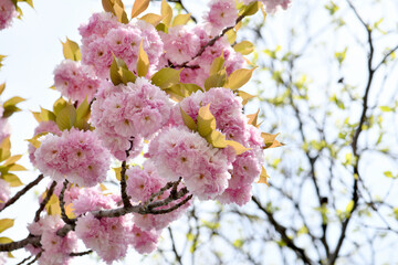 강원도 설악동 봄꽃 핑크 겹 벚꽃