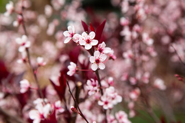 Small Pink Sakura Cherry Blossom Flowers Blooming in Spring