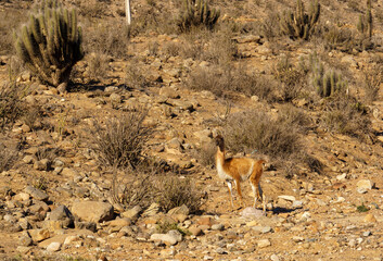 HUANACO PUNTA DE CHOROS,CHILE