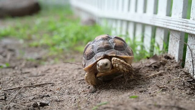 Sucata tortoise on the ground

