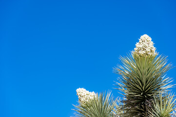 Dramatic view of a flowering bloom of a Yucca brevifolia at Joshua Tree National Park in...
