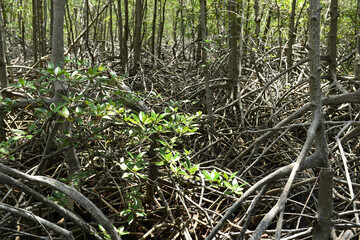 Mangrove forest at Prachuap Khiri Khan province , Thailand.
