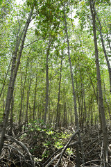 Mangrove forest at Prachuap Khiri Khan province , Thailand.