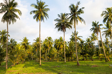 Coconut tree plantation, coconut agriculture in south of Thailand