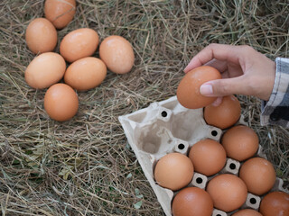 Hand farmer holding egg on blur dry grass background. farmer keep eggs wet with dew in morning at outdoor farm for cooking. raw food from modern agriculture.Chicken husbandry organic natural concept.