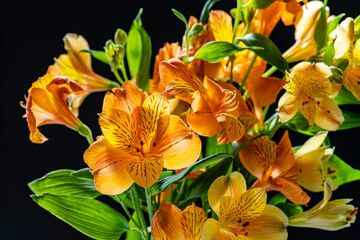 Obraz na płótnie Canvas View of yellow flowers Lily of the Incas closeup