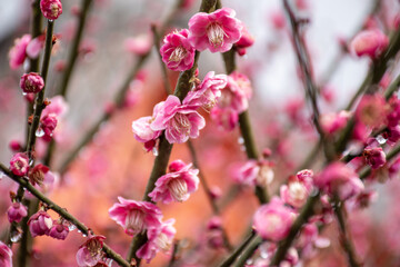 濃いめの梅の花