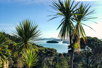 Fototapeta na wymiar Looking through lush native bush and cabbage trees to the beautiful scenery of the Bay of Islands