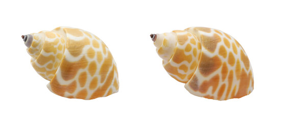 one sea shell isolated white background