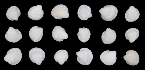 sea scallop shells, isolated black background.