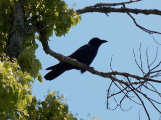 1人で景色を眺めるカラス