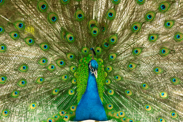 Obraz premium selective focus. Male indian peacock showing its tail. An open tail with bright feathers. Portrait of a male peacock with bright multi-colored plumage. High quality photo