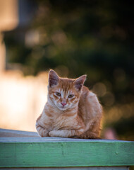 portrait of a cat