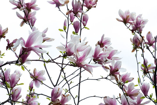 Magnolia Of The Family Magnoliaceae Is Named After French Botanist Pierre Magnol. 