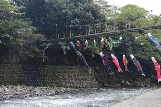 吊り橋と鯉のぼり